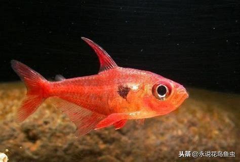 燈魚種類|專注熱帶魚 